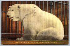 1949 Polar Bear at Ringling Bros Winter Quarters Sarasota FL Postcard F15 picture