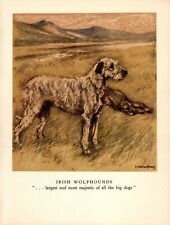 1947 Antique Irish Wolfhound Print Vernon Stokes Irish Wolfhound Art 5432b picture