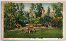 Postcard On the Alert, Deer, 