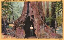 Postcard CA Big Basin California Grandmother Tree 1936 Linen Vintage PC J3715 picture
