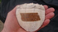 Exceptional SHELL CUP DIPPER Florida Georgia Arrowhead ~81~ picture