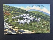 Peaceful Scene, Sheep Grazing On A Mountain Pasture Linen  Postcard E11 picture