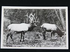 RPPC Vintage Postcard Olympic Peninsula Elk Washington B6640 picture