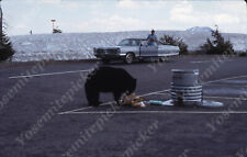 sl45  Original Slide 1969 Crater Lake Bear Garbage Bonneville car 278a picture