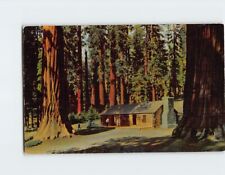 Postcard In the Mariposa Grove Of Big Trees Yosemite National Park CA USA picture