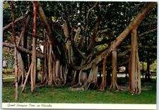 Postcard - Giant Banyan Tree in Florida picture