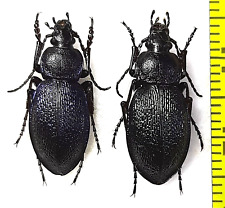 Carabidae, Carabus (Morphocarabus) henningi saldaitisi pair A1,  S. Siberia picture