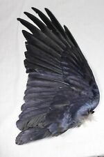 Raven wing,  Iceland, taxidermy, Icelandic Raven picture