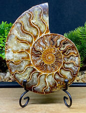Large 11cm High Quality 416 Million Year Old Ammonite Madagascan Crystal Fossil picture