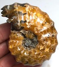 93g 1pc Beautiful Natural Conch Fossil Shell Heals Madagascar B823 picture