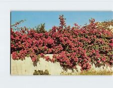 Postcard Delicately Tinted Bougainvillea South Texas USA picture