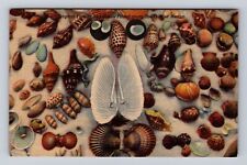 FL- Florida, Sea Shells Found Along Gulf Of Mexico, Antique, Vintage Postcard picture