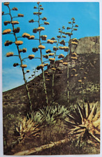 West Texas Gigantic Century Plants in Bloom Agave Big Bend Vintage Postcard B8 picture