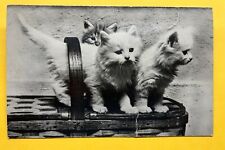 Postcard Cute Three Kittens ~ Squeaker Vintage *C7268 picture