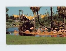 Postcard Nesting Flamingos, Busch Gardens, Tampa, Florida picture