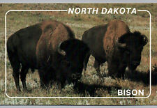 Postcard North Dakota Bison American Buffalo Unused Blank Card Chrome picture