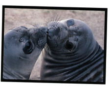 Vintage Animal  Postcard   TWO MONTH OLD NORTHERN ELEPHANT  SEAL PUPS   UNPOSTED picture