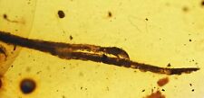 Rare Lizard claw, Fossil Inclusion in Burmese Amber picture