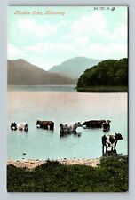 Killarney Ireland, Cattle In Middle Lake, Vintage Postcard picture