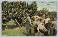 Postcard FL Gathering Grapefruit Orchards Occupational Farmers Bountiful I7 picture