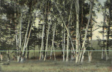 The Birches Near Rangeley Lake House,ME Franklin County Maine G.W. Morris picture