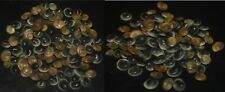 tonyshells seashells Tiny Cat eye seashells operculum 100 pcs 5-9mm F+++/GEM picture