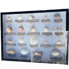 Vintage Seashell Marine Life Specimen Collection Display 19 Shells picture