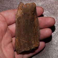 Piece of DINOSAUR RIB - Authentic Fossil from  Hell Creek Formation Cretaceous picture