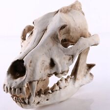 Wolf Skull Sculpture Model Wolf Dog Skeleton Resin Simulation Animal Skull Model picture