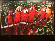 Vintage Postcard 1957 Florida Parrots Jungle Miami, Florida (FL) picture