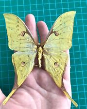 Real Moth Butterfly Taxidermy Dried Insects Decor Art Gallery Collection picture