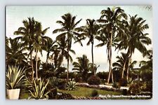 Postcard Florida Miami FL Coconut Tree Royal Palm Pre-1907 Unposted Undivided picture