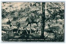 c1940 Deer Group Habitat Hall New Jersey State Museum Trenton NJ Artvue Postcard picture