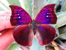   REAL BUTTERFLY PURPLE ANAEA TYRIANTHINA A- MALE  UNMOUNTED WINGS CLOSED PERU picture