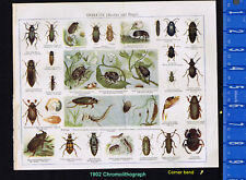 INSECTS ( Beetles and Bugs) -- 1902 Antique Color Lithograph NICE picture