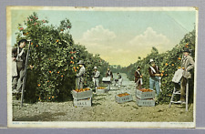 Postcard FL-Florida, Orange Picking Time 1909 Postmark picture