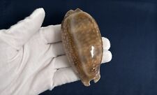 Cypraea cervinetta cervinetta, big size 89.2mm, 32g, cowrie seashell from Mexico picture