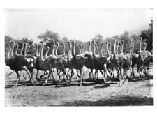 Herd Or Flock Of Racing Ostriches On An Ostrich Farm In South Pas - Old Photo picture