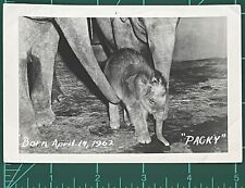 Vintage Photo Black White Snapshot Cute Adorable Sweet Elephant Named Packy picture