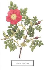NEW Flower Postcard -  Prickly Wild Rose - approx 4 x 6