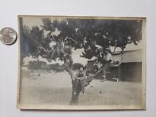 Antique Art Type Photo Young Boys Sitting in Tree San Joaquin County California picture