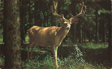 Susanville CA California, Buck Deer Antlers, In the Velvet, Vintage Postcard picture
