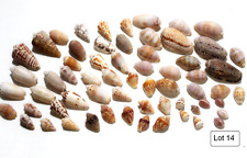 Huge Lot of Vintage Conidae Sea Snail Shells 60+ Examples 25mm - 50mm Lot 14 picture