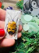 A1 Papered Insect Specimen Real Man Faced Beetle Catacanthus incarnatus picture
