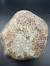 Huge Charlevoix Honeycomb Fossil With Detail Shown Both Wet & Dry  21.53 Oz - F5 picture