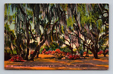 Linen Postcard Spanish Moss It Grows Everywhere in St Petersburg Florida picture