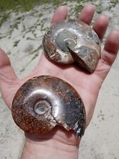 Lot of 2 Nice Fossil Ammonites Whole And Split. Pretty Colors And Patterns W6 picture