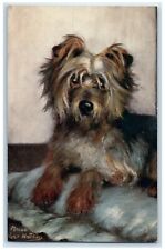 c1910's The Yorkshire Terrier Maud Puppy Dog Pet Animals Oilette Tuck's Postcard picture