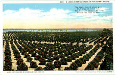 Farming A Large Orange Grove In The Sunny South Asheville Post Card Co. Postcard picture