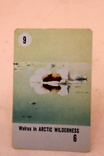 1950's WALT DISNEY PRODUCTIONS DISNEY LAND PLAYING CARD #9 WALRUS  IN ARCTIC picture
